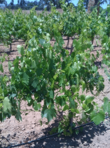 These 10-year-old low-vigor Rodeno clone vines look more like 4-year-old plants.