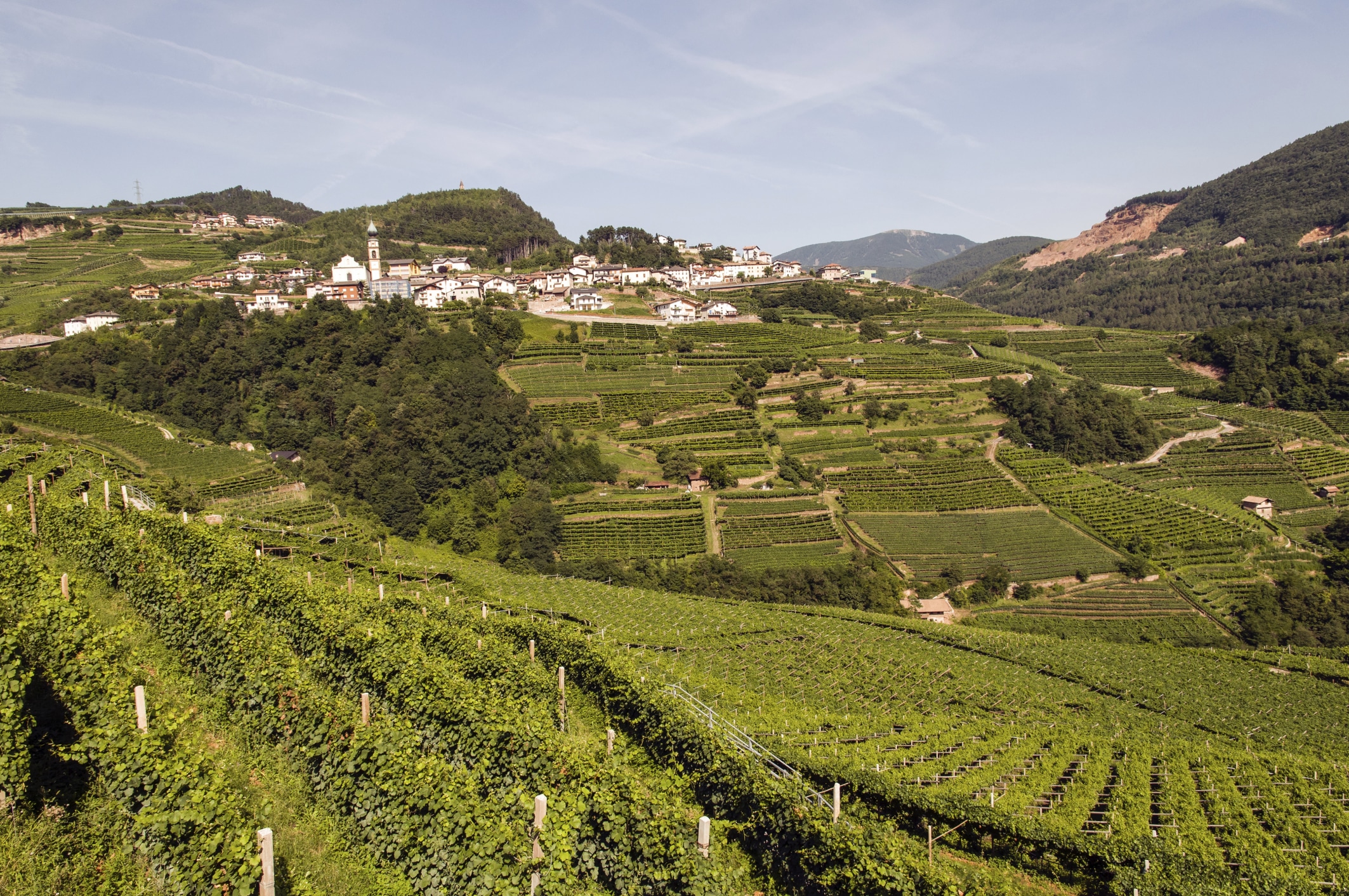 Central DOC Wine Trentino Italian »