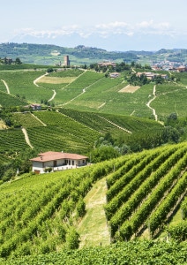 186999301-Langhe hills and vineyards