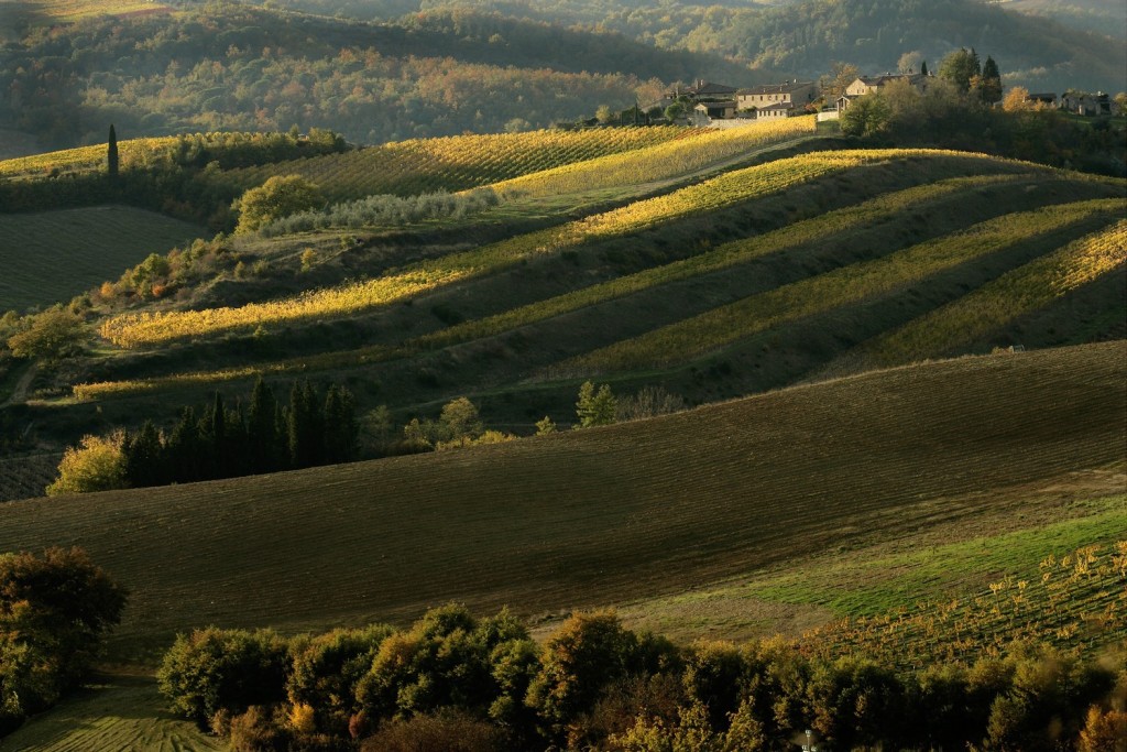 Chianti Classico vineyards (consorzio)