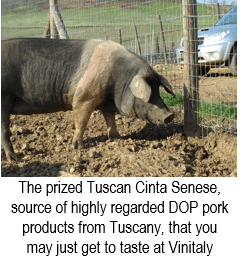 The prized Tuscan Cinta Senese, source of highly regarded DOP pork products from Tuscany, that you may just get to taste at Vinitaly