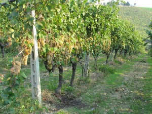 Grapes-Trebbiano row